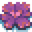 Dish Coral