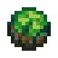 Kelp Dumpling