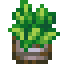 Potted Land Algae