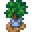 Potted Lush Tree