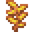 Sun Kelp