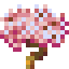 White Cherry Tree
